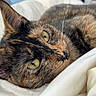Maya joined the competition — help win amazing prizes! cat, tortoiseshell, pet, animal, feline, close_up, resting, bed, blanket, soft, green_eyes, whiskers, ear, fur, cute, cozy, indoor, relaxed, sleepy, portrait