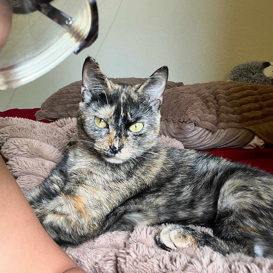 Maya joined the competition — help win amazing prizes! cat, tortoiseshell_cat, pet, animal, feline, glasses, person, arm, blanket, bed, pillow, indoor, cozy, resting, relaxed, fur, yellow_eyes, soft_texture, human, close_up