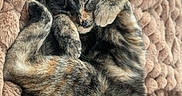 Maya joined the competition — help win amazing prizes! cat, sleeping, tortoiseshell, feline, pet, animal, cozy, blanket, plush, fur, cute, resting, comfort, soft, domestic, closeup, relaxation, warm, indoor, peaceful