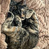 cat, sleeping, tortoiseshell, feline, pet, animal, cozy, blanket, plush, fur, cute, resting, comfort, soft, domestic, closeup, relaxation, warm, indoor, peaceful