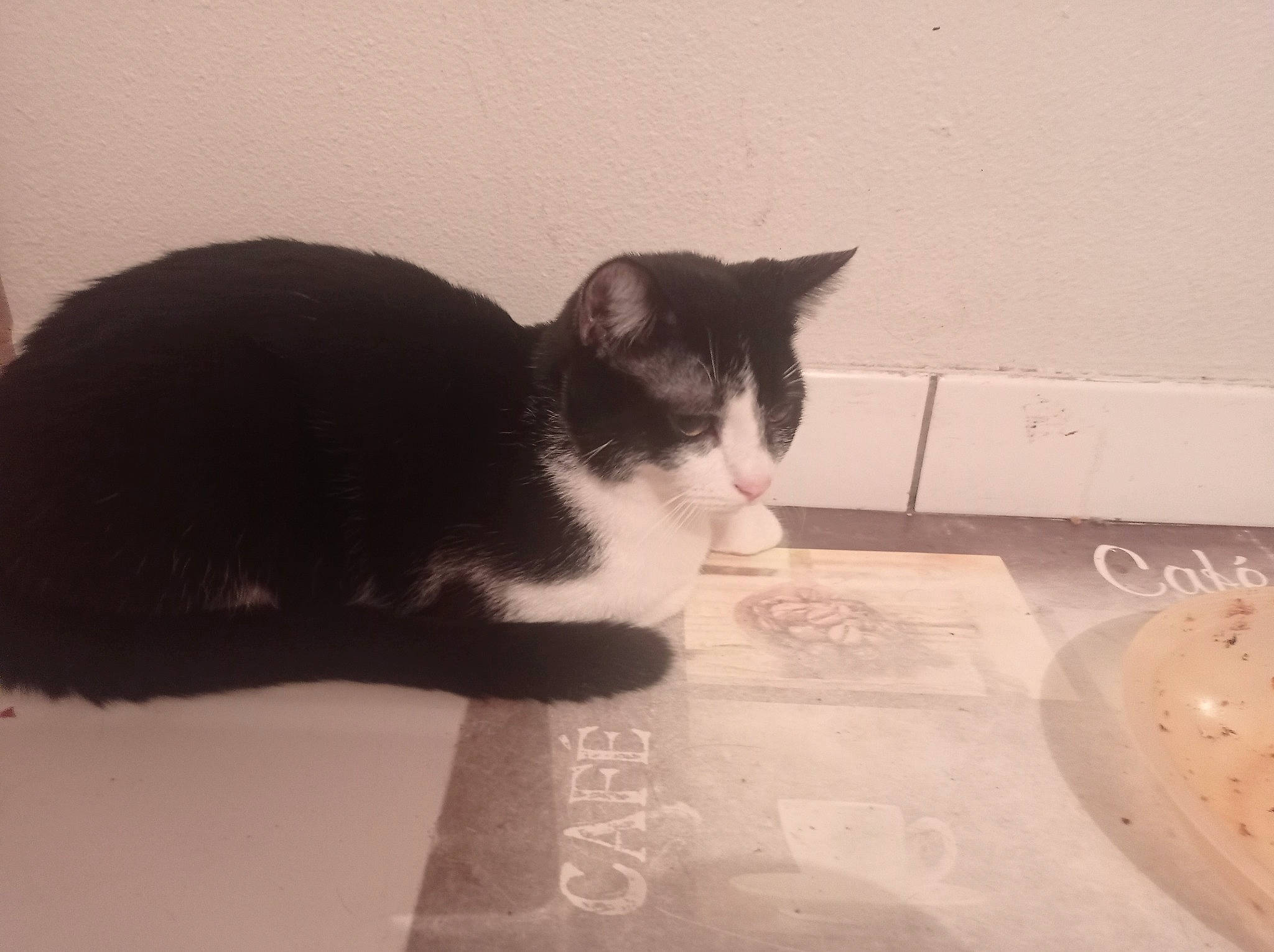 Cannabis participe au concours pour gagner de l'argent avec cette photo : carnivore, cat, comfort, dishware, domestic_short_haired_cat, felidae, flooring, fur, grey, monochrome, monochrome_photography, paw, plate, room, serveware, small_to_medium_sized_cats, snout, tail, whiskers, wood