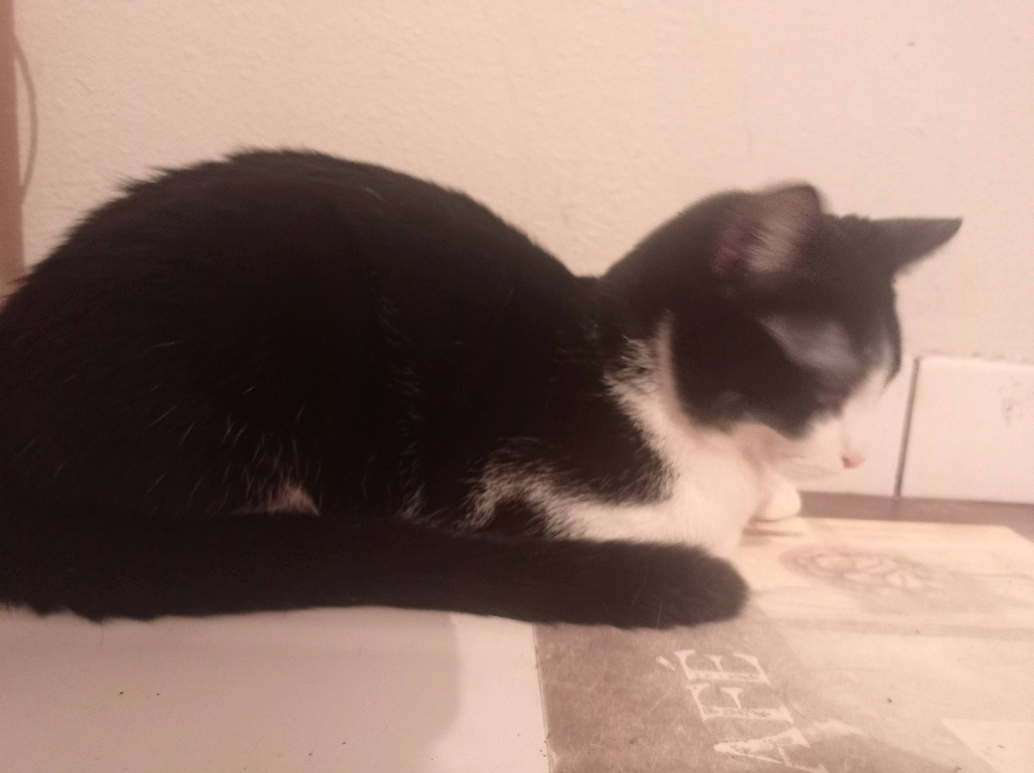 Cannabis participe au concours pour gagner de l'argent avec cette photo : black_cat, carnivore, cat, claw, comfort, domestic_short_haired_cat, felidae, flooring, fur, monochrome_photography, paw, shadow, small_to_medium_sized_cats, snout, square, tail, terrestrial_animal, tints_and_shades, whiskers, window