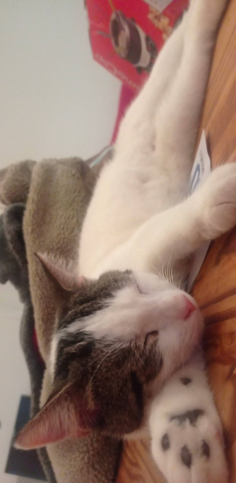 Ruby participe au concours pour gagner de l'argent avec cette photo : carnivore, cat, claw, comfort, companion_dog, domestic_short_haired_cat, ear, felidae, flooring, foot, fur, gesture, hardwood, human_leg, nap, paw, small_to_medium_sized_cats, tail, whiskers, wood