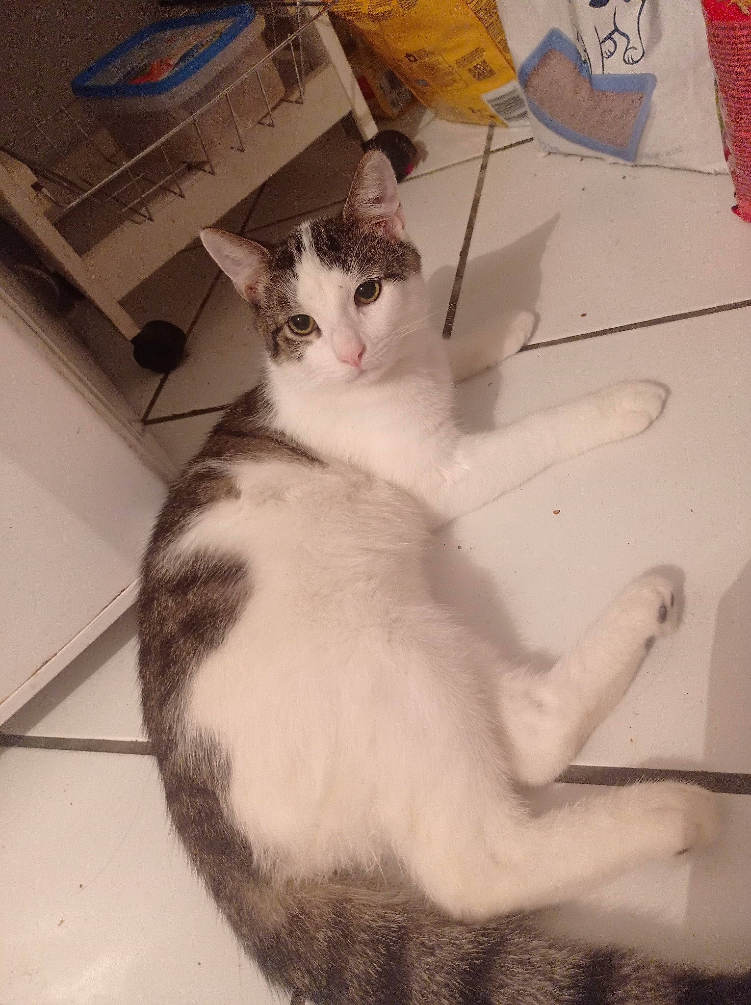 Ruby a rejoint le concours — aidez-le/la à gagner de superbes lots ! box, cardboard, carnivore, cat, comfort, domestic_short_haired_cat, felidae, flooring, foot, fur, leg, paper_product, paw, shipping_box, sitting, small_to_medium_sized_cats, snout, tail, whiskers, wood