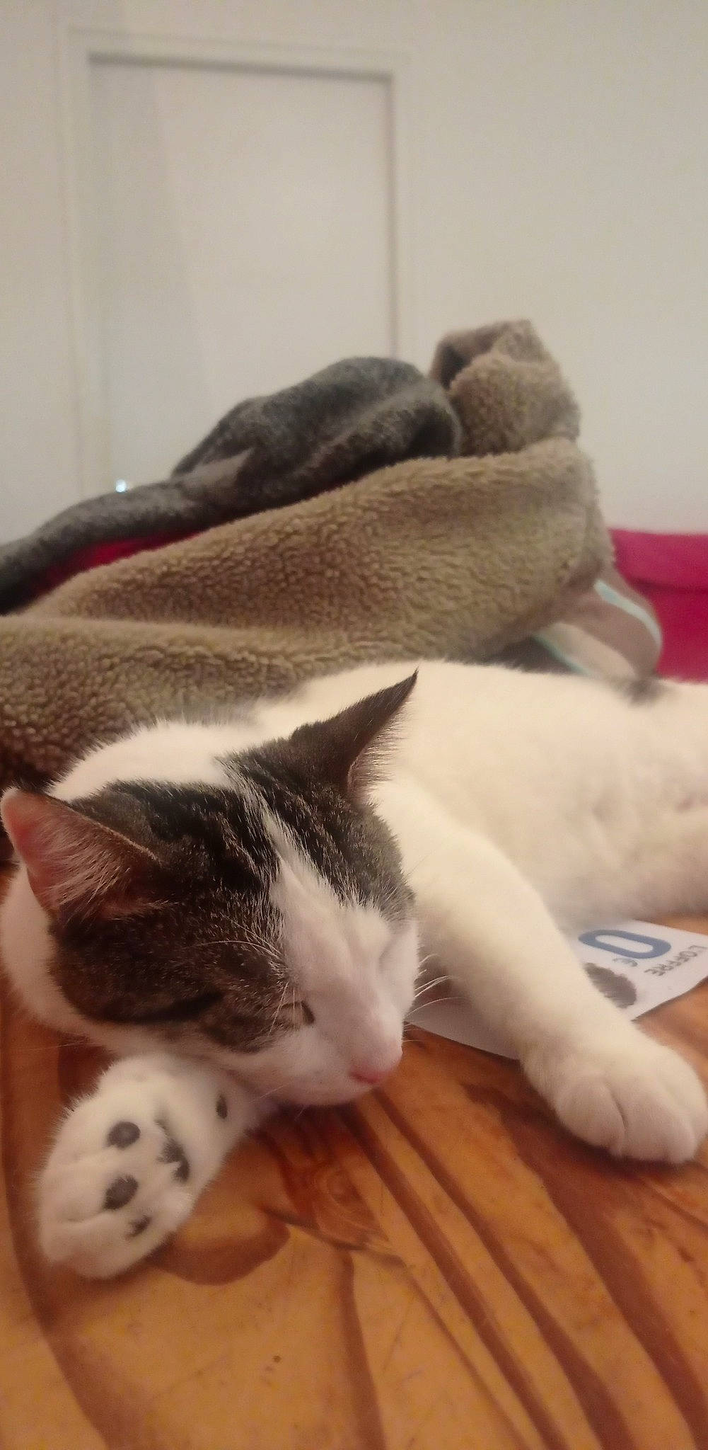 Ruby a rejoint le concours — aidez-le/la à gagner de superbes lots ! carnivore, cat, comfort, domestic_short_haired_cat, felidae, flooring, fur, grey, hardwood, mammal, nap, paw, sleep, small_to_medium_sized_cats, snout, tail, terrestrial_animal, whiskers, wood