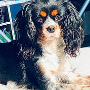 Nala a rejoint le concours — aidez-le/la à gagner de superbes lots ! canidae, carnivore, cavalier_king_charles_spaniel, cavapoo, companion_dog, dog, dog_breed, king_charles_spaniel, mammal, puppy, rare_breed_dog, snout, spaniel, sporting_group, toy_dog, vertebrate
