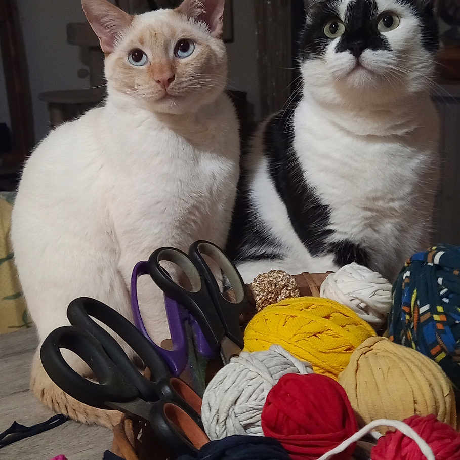 Mani Et Ori participe au concours pour gagner de l'argent avec cette photo : accessories, animal, art, baby, backpack, bag, basket, cat, handbag, homedecor, linen, manx, painting, person, pet, scissors, siamese, strap, wood, wool