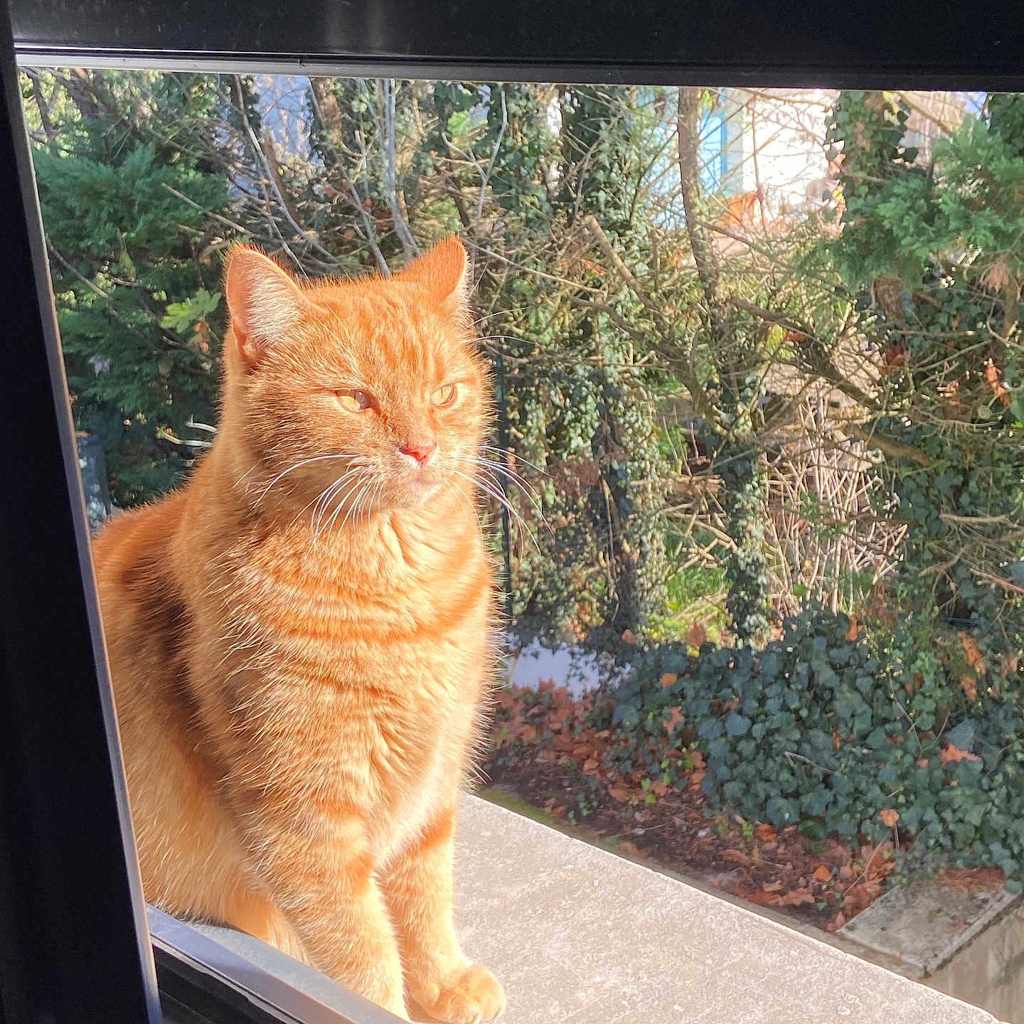 Leon a rejoint le concours — aidez-le/la à gagner de superbes lots ! abyssinian, animal, cat, conifer, grove, kitten, land, larch, manx, nature, outdoors, pet, plant, pottedplant, snow, tree, vegetation, window, windowsill, woodland