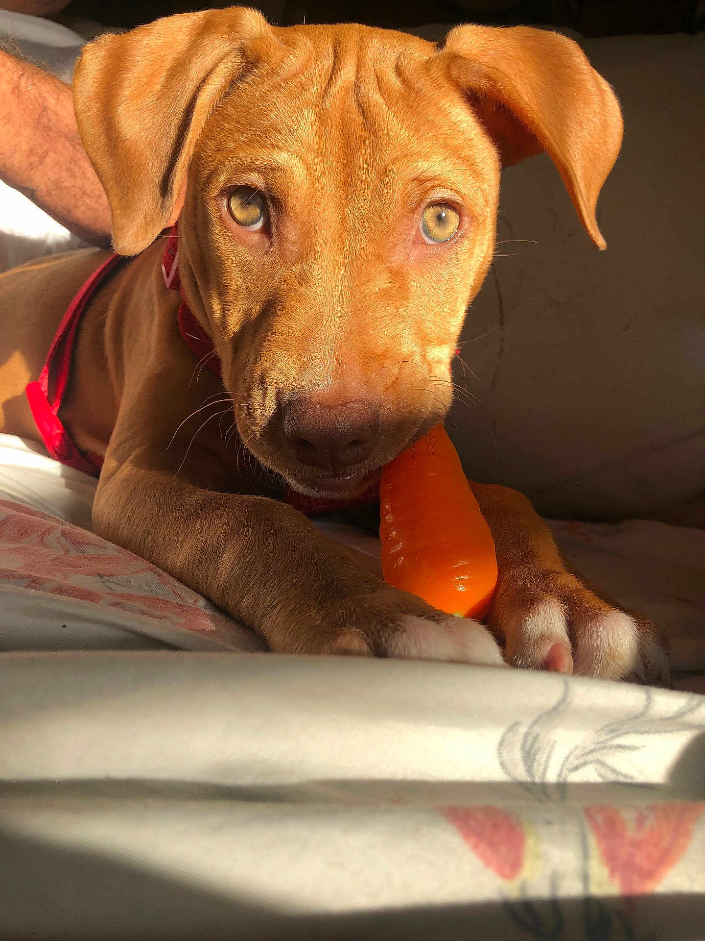 Chloè