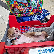 Floop a rejoint le concours — aidez-le/la à gagner de superbes lots ! animal, blanket, collar, colorful, commerce, cute, dog, hand, indoor, pet, puppy, red, resting, retail, shopping, shopping_bag, shopping_cart, sleeping, store, tiled_floor
