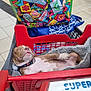 animal, blanket, collar, colorful, commerce, cute, dog, hand, indoor, pet, puppy, red, resting, retail, shopping, shopping_bag, shopping_cart, sleeping, store, tiled_floor