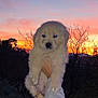 puppy, golden_retriever, dog, sunset, sky, outdoor, nature, animal, cute, fluffy, pet, hand, person, holding, twilight, silhouette, trees, landscape, adorable, evening