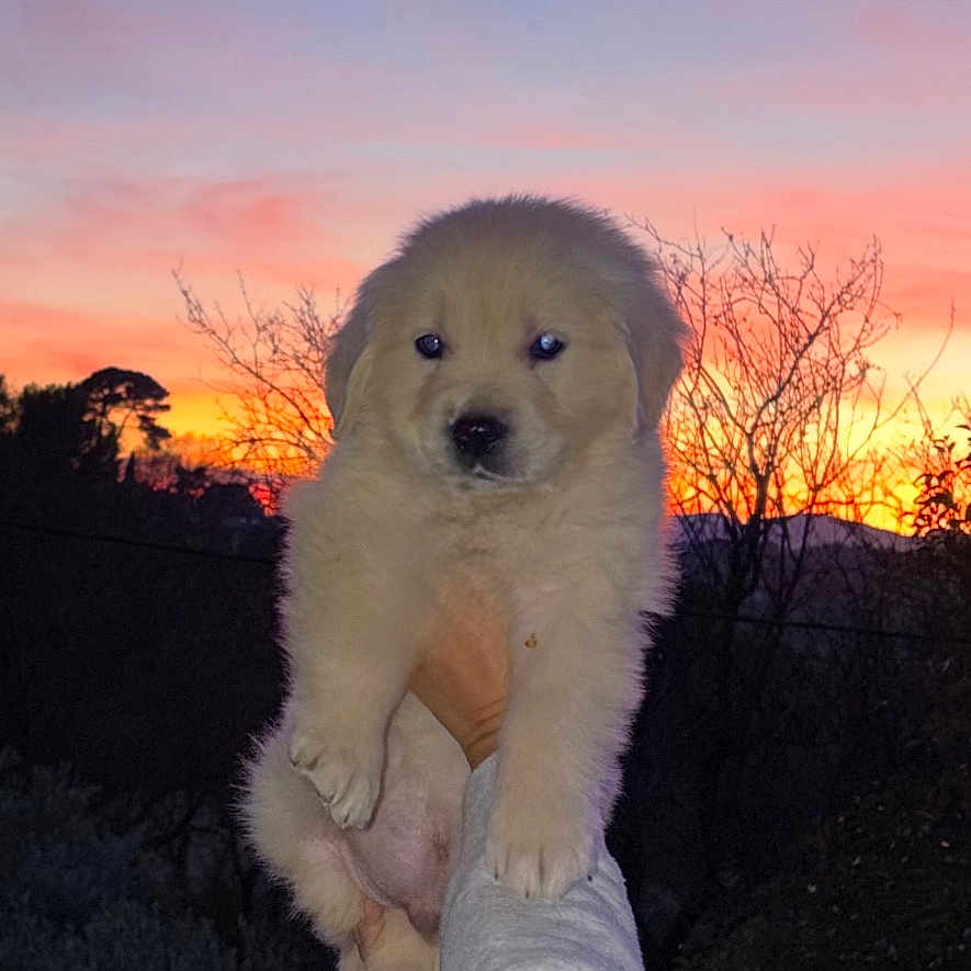 Aio a rejoint le concours — aidez-le/la à gagner de superbes lots ! adorable, animal, cute, dog, evening, fluffy, golden_retriever, hand, holding, landscape, nature, outdoor, person, pet, puppy, silhouette, sky, sunset, trees, twilight