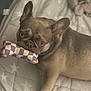 dog, french_bulldog, toy, bone, cushion, star_pattern, pet, animal, indoor, cute, ears, mouth, lying_down, brown, fur, nose, eyes, playful, resting, companion