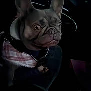 Jasmine joined the competition — help win amazing prizes! alert, animal, canine, car_interior, companion, dark, dashboard, dog, ears, french_bulldog, fur, indoors, jacket, night, pet, portrait, seat, side_mirror, transportation, vehicle