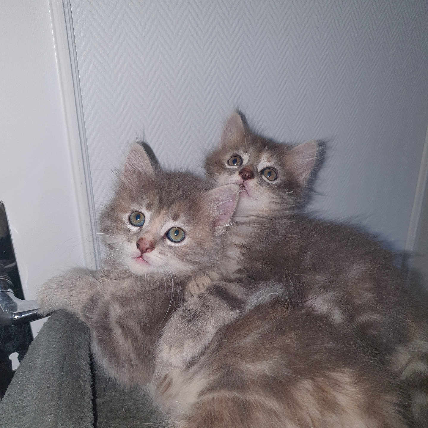 Les Bebous a rejoint le concours — aidez-le/la à gagner de superbes lots ! abyssinian, angora, animal, armchair, cat, chair, furniture, kitten, manx, pet, siamese