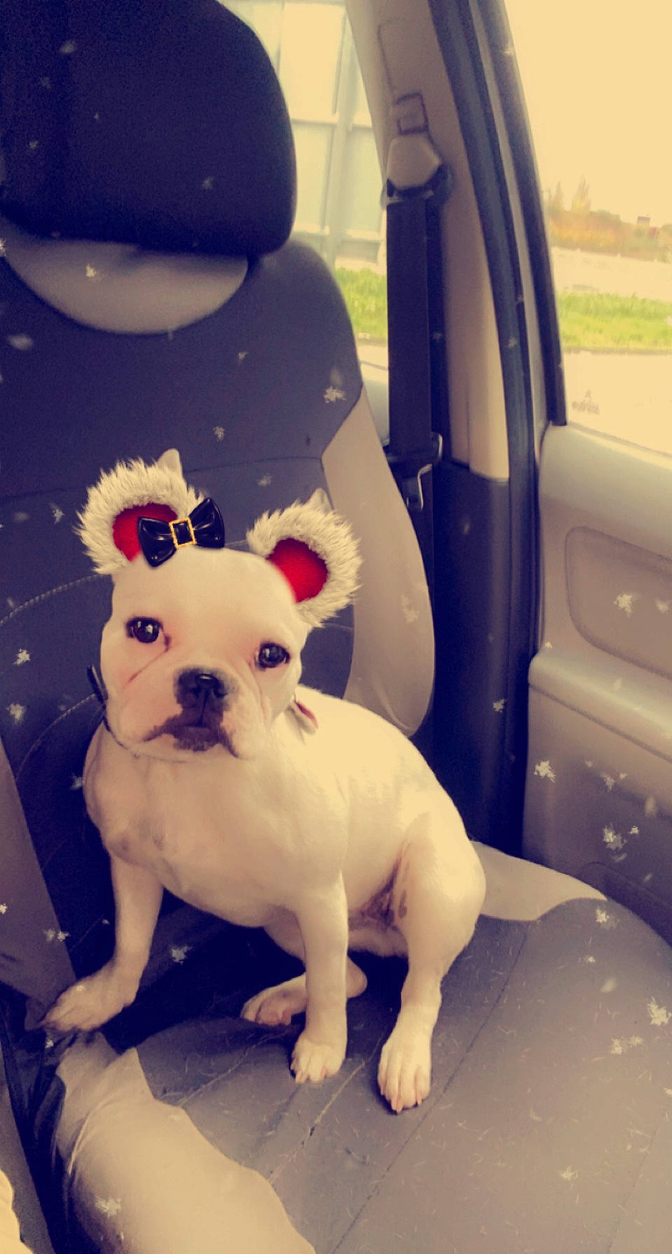 Sina participe au concours pour gagner de l'argent avec cette photo : automotive_exterior, automotive_mirror, canidae, car_seat, car_seat_cover, carnivore, companion_dog, dog, dog_breed, family_car, fawn, motor_vehicle, snout, sporting_group, tail, toy, toy_dog, vehicle_door, vertebrate, working_animal