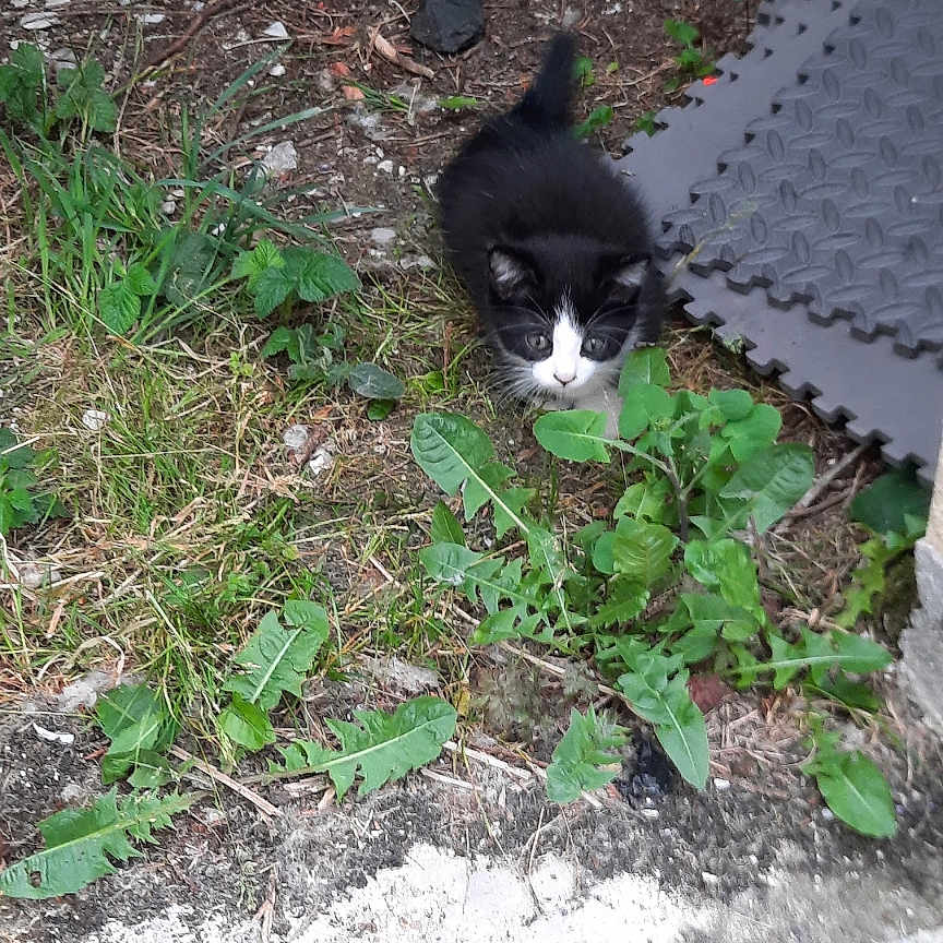 Faustine a rejoint le concours — aidez-le/la à gagner de superbes lots ! animal, black_and_white, cat, curious, dirt, exploring, fur, grass, greenery, ground, kitten, nature, outdoor, pet, plants, playful, small, tiny, whiskers, young_animal