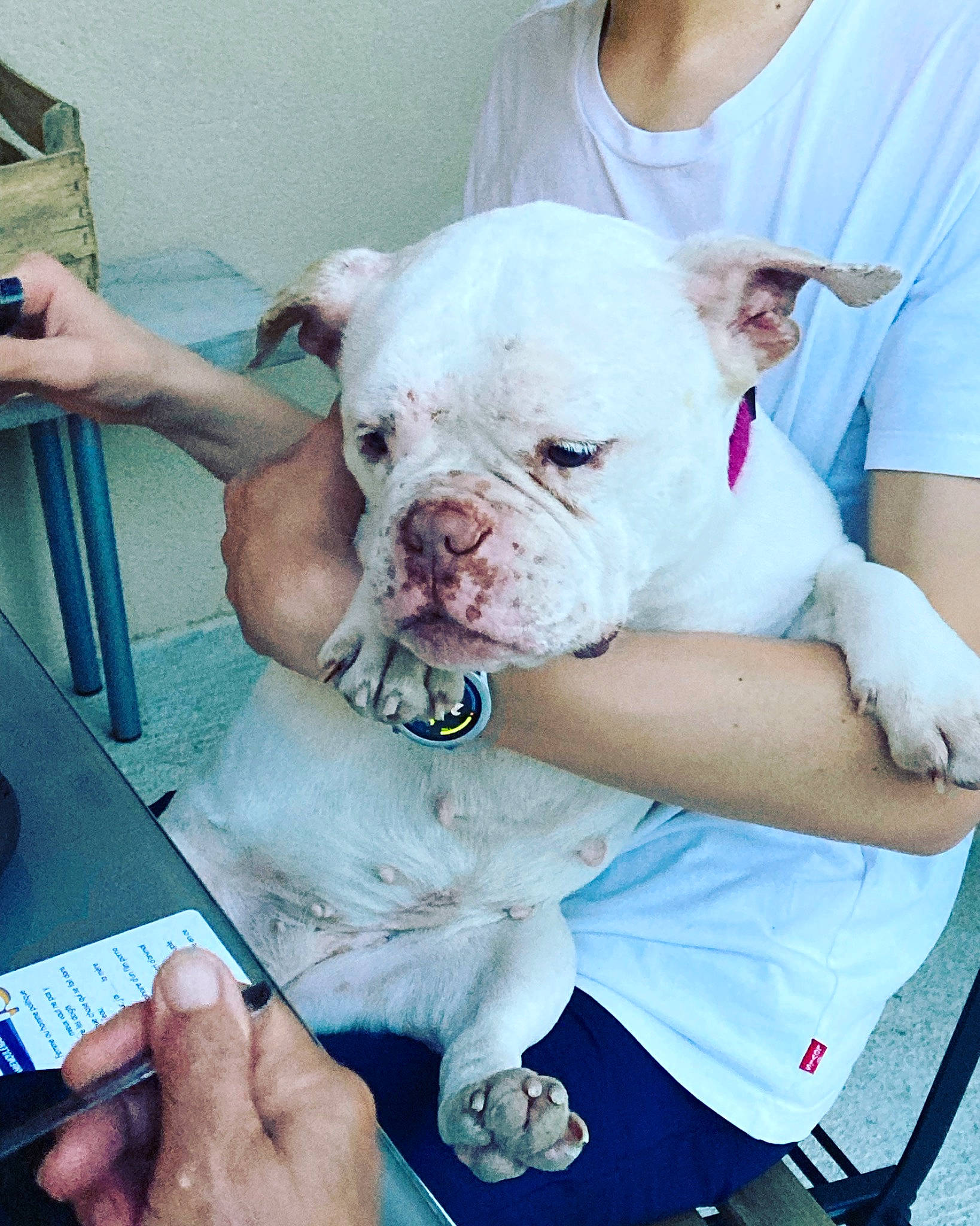 Minie a rejoint le concours — aidez-le/la à gagner de superbes lots ! bulldog, canidae, carnivore, collar, comfort, companion_dog, dog, dog_breed, fawn, molosser, nail, non_sporting_group, pink, snout, sporting_group, t_shirt, toy_dog, white, white_english_bulldog