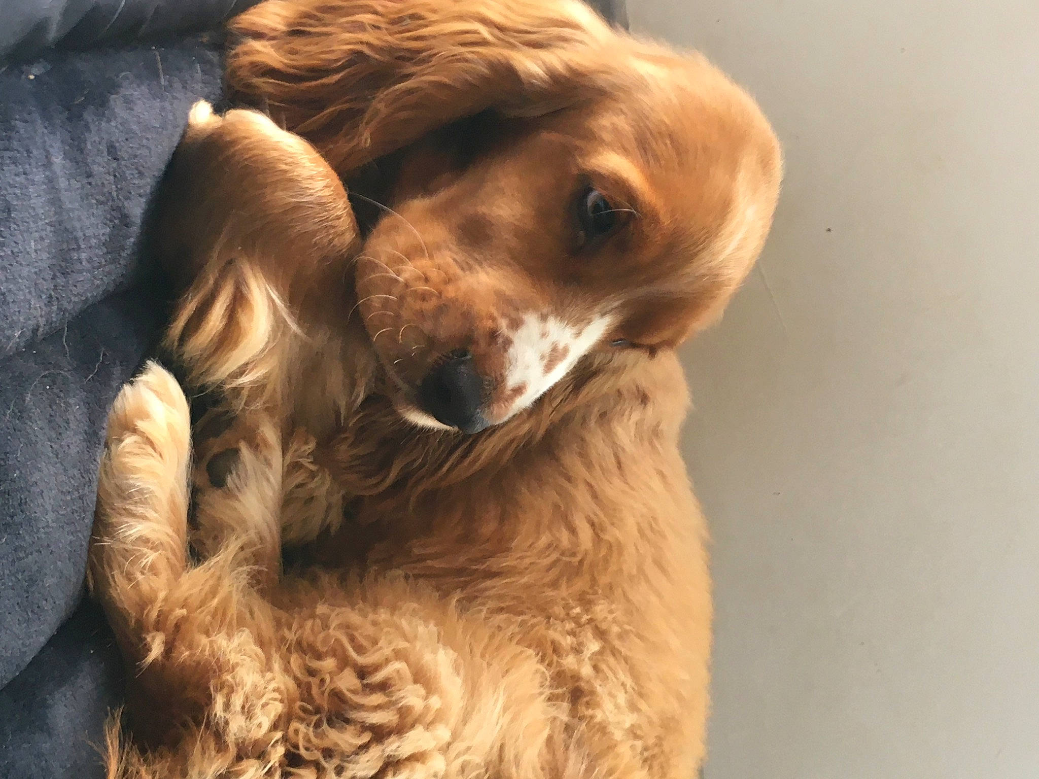 Tricky participe au concours pour gagner de l'argent avec cette photo : canidae, carnivore, companion_dog, dog, dog_breed, english_cocker_spaniel, fawn, fur, gun_dog, liver, paw, puppy, snout, spaniel, sporting_group, terrestrial_animal, whiskers, working_animal, wrinkle