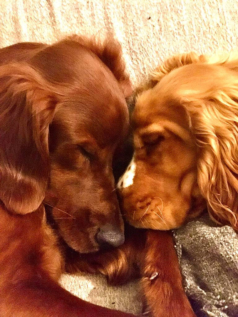 Tricky a rejoint le concours — aidez-le/la à gagner de superbes lots ! canidae, carnivore, companion_dog, dog, dog_breed, fawn, fur, gun_dog, hunting_dog, liver, snout, sporting_group, terrestrial_animal, wood, working_animal