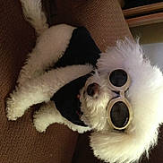 Chachi is registered to the contest to win money with this photo: audio_equipment, canidae, carnivore, companion_dog, costume_hat, dog_breed, dog_supply, eyewear, fur, fur_clothing, goggles, helmet, mammal, personal_protective_equipment, sporting_group, stuffed_toy, sunglasses, toy, vertebrate, whiskers