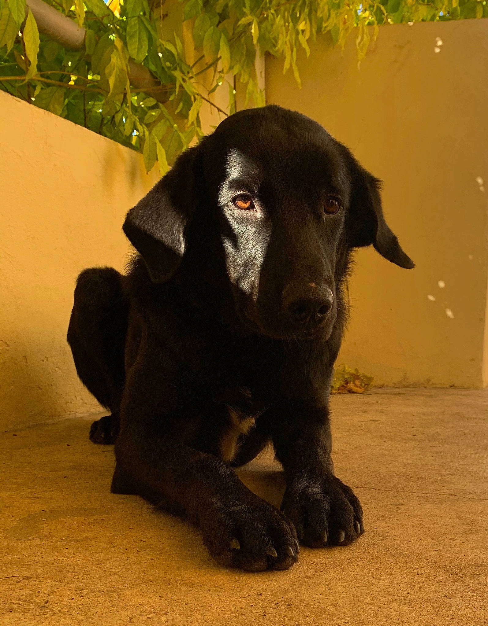 Pop participe au concours pour gagner de l'argent avec cette photo : borador, canidae, carnivore, companion_dog, dog, dog_breed, fawn, fur, guard_dog, gun_dog, liver, plant, retriever, snout, sporting_group, terrestrial_animal, tints_and_shades, tree, whiskers, working_animal