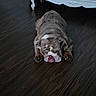 animal, brown, bulldog, companion, cute, dog, domestic, floor, indoor, laying_down, lazy, mammal, pet, portrait, resting, sleeping, tongue_out, white_furniture, wooden_floor, wrinkled_skin