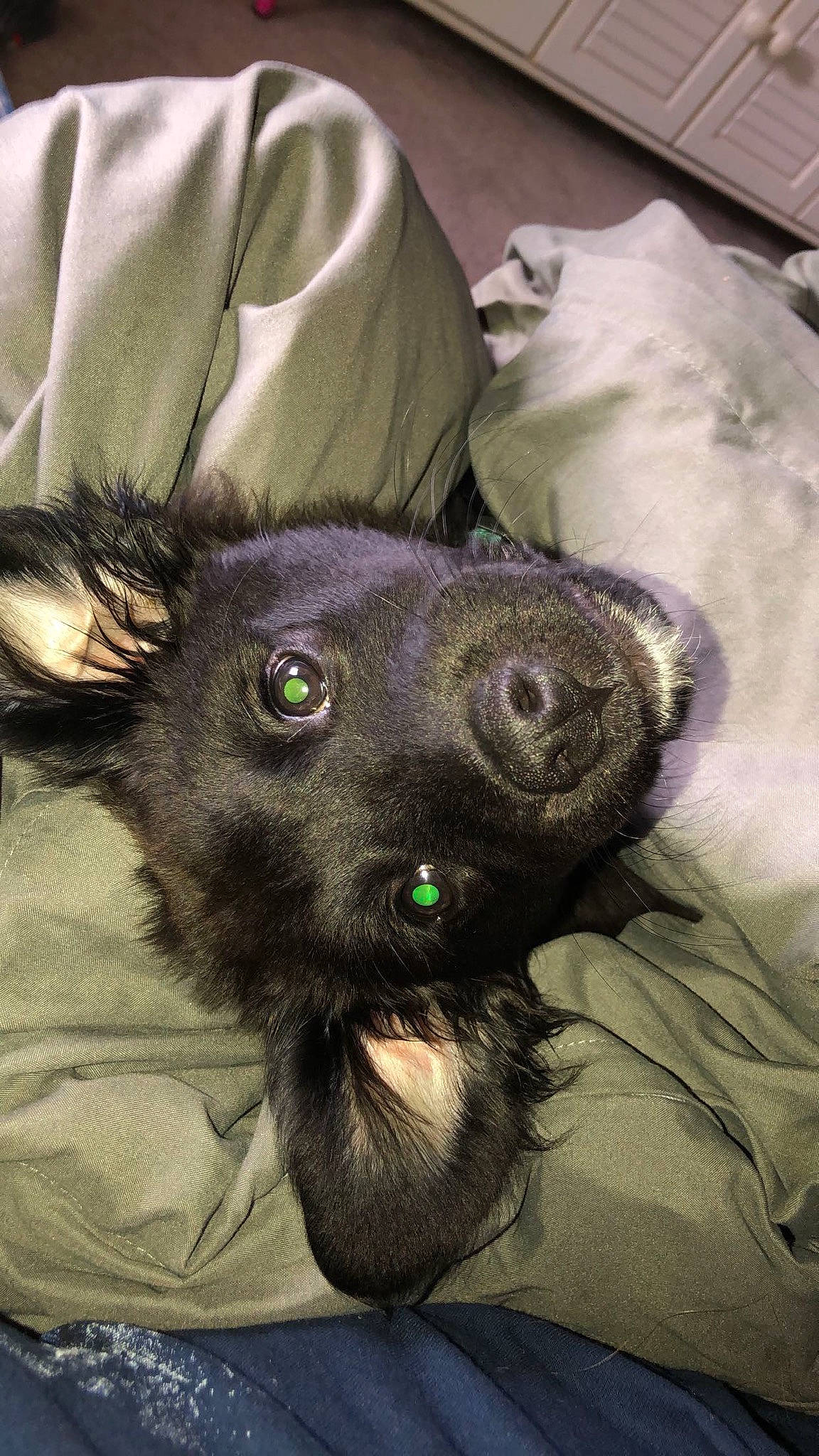 Pistol joined the competition — help win amazing prizes! black_cat, borador, canidae, carnivore, companion_dog, dog, dog_breed, ear, eye, fawn, felidae, fur, liver, non_sporting_group, small_to_medium_sized_cats, snout, sporting_group, toy_dog, whiskers, working_animal