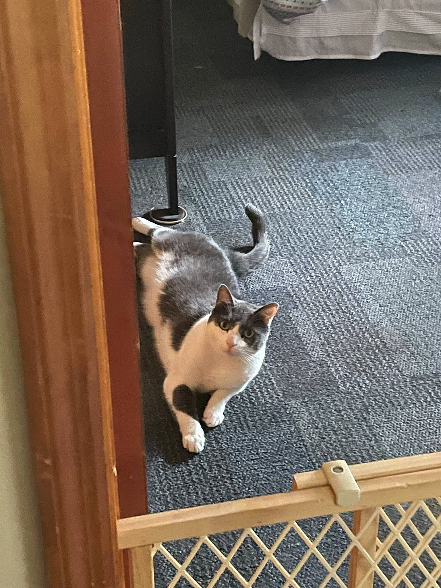 Sterling joined the competition — help win amazing prizes! carnivore, cat, domestic_short_haired_cat, felidae, fence, flooring, fur, hardwood, line, mesh, small_to_medium_sized_cats, tail, vertebrate, whiskers, window, wood