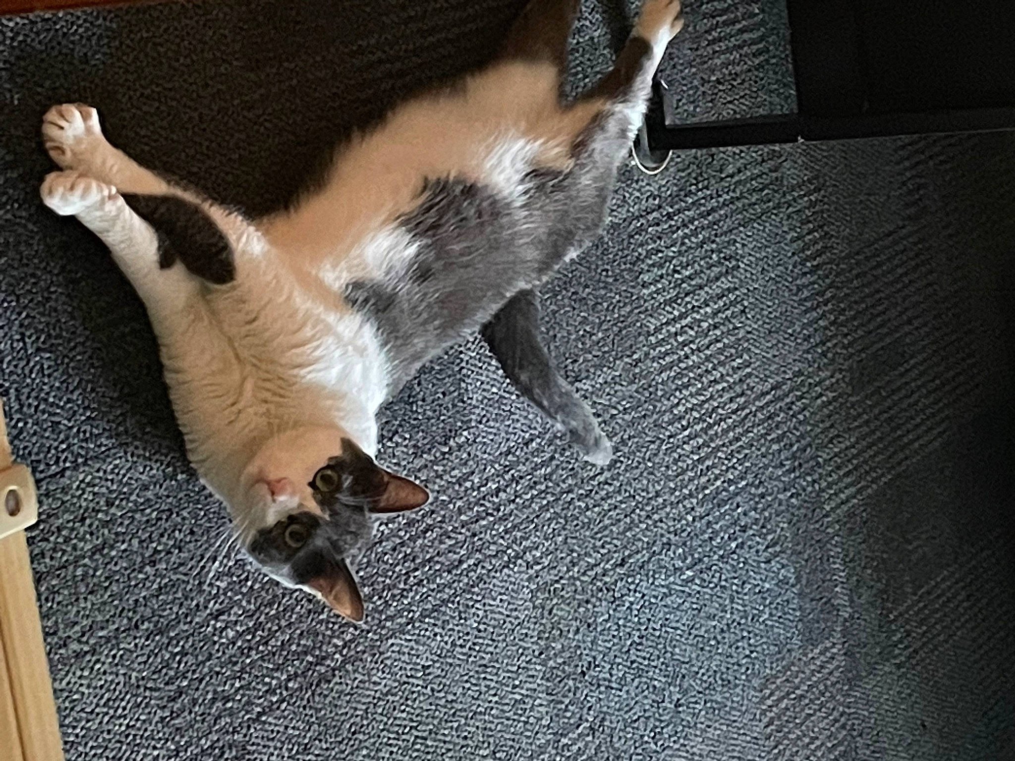 Sterling is registered to the contest to win money with this photo: canidae, carnivore, cat, claw, comfort, companion_dog, dog_breed, fawn, felidae, flooring, foot, fur, human_leg, paw, small_to_medium_sized_cats, snout, sporting_group, tail, whiskers, wood