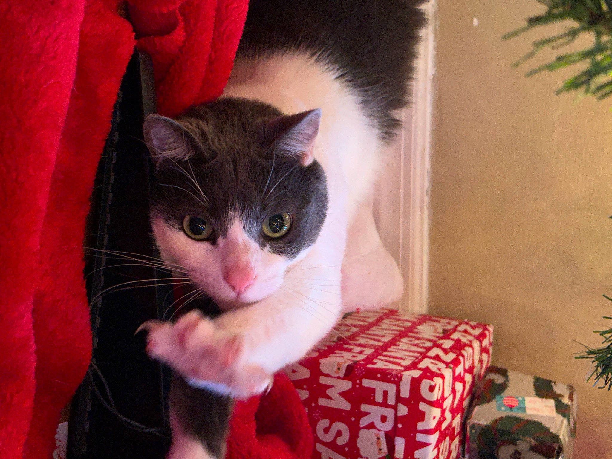 Sterling is registered to the contest to win money with this photo: carnivore, cat, comfort, domestic_short_haired_cat, felidae, flowerpot, fur, houseplant, lap, paw, plant, sitting, small_to_medium_sized_cats, tail, whiskers, window