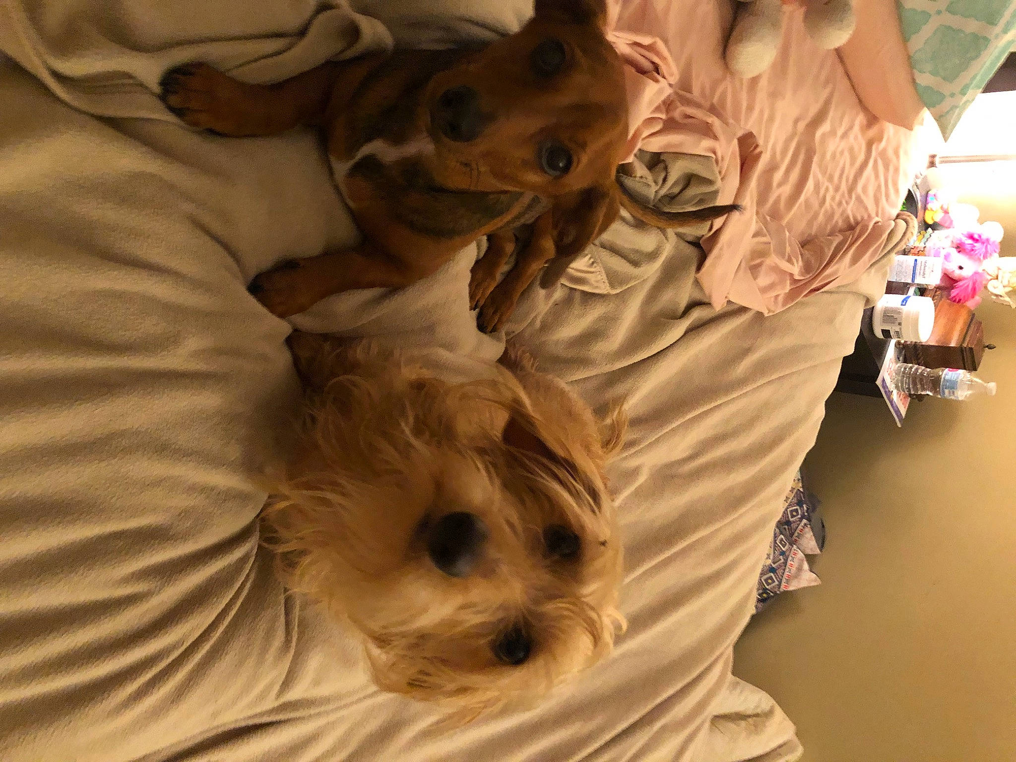 Sophie joined the competition — help win amazing prizes! bed, canidae, carnivore, comfort, companion_dog, dog, dog_breed, dog_supply, fawn, felidae, fur, linens, small_terrier, snout, sporting_group, terrier, toy_dog, whiskers, working_animal, yorkshire_terrier