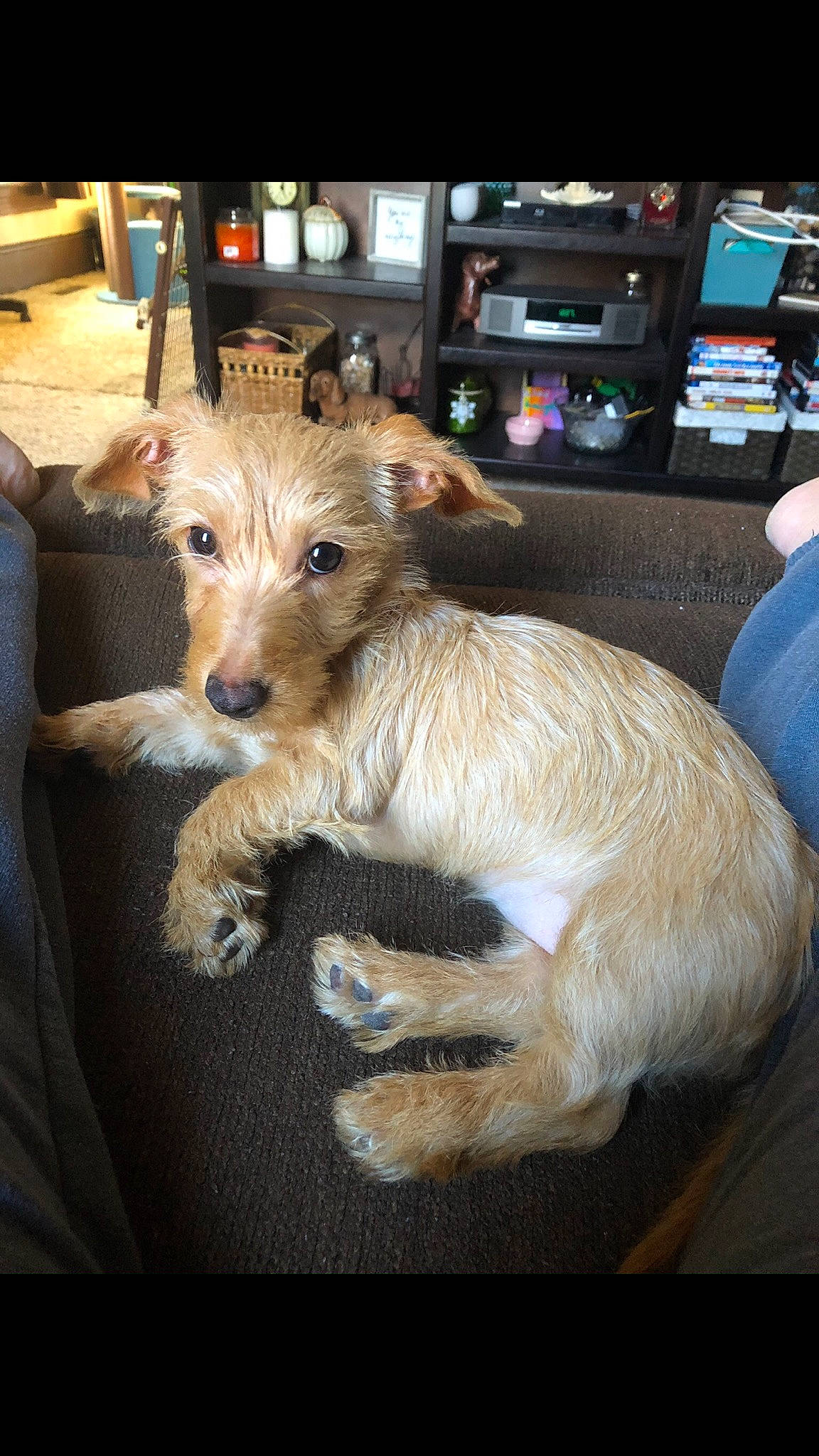 Sophie joined the competition — help win amazing prizes! australian_terrier, cairn_terrier, canidae, carnivore, companion_dog, dog, dog_breed, dutch_smoushond, fox_terrier, glen_of_imaal_terrier, mammal, norfolk_terrier, norwich_terrier, portuguese_podengo, puppy, rare_breed_dog, small_terrier, sporting_lucas_terrier, terrier, vertebrate