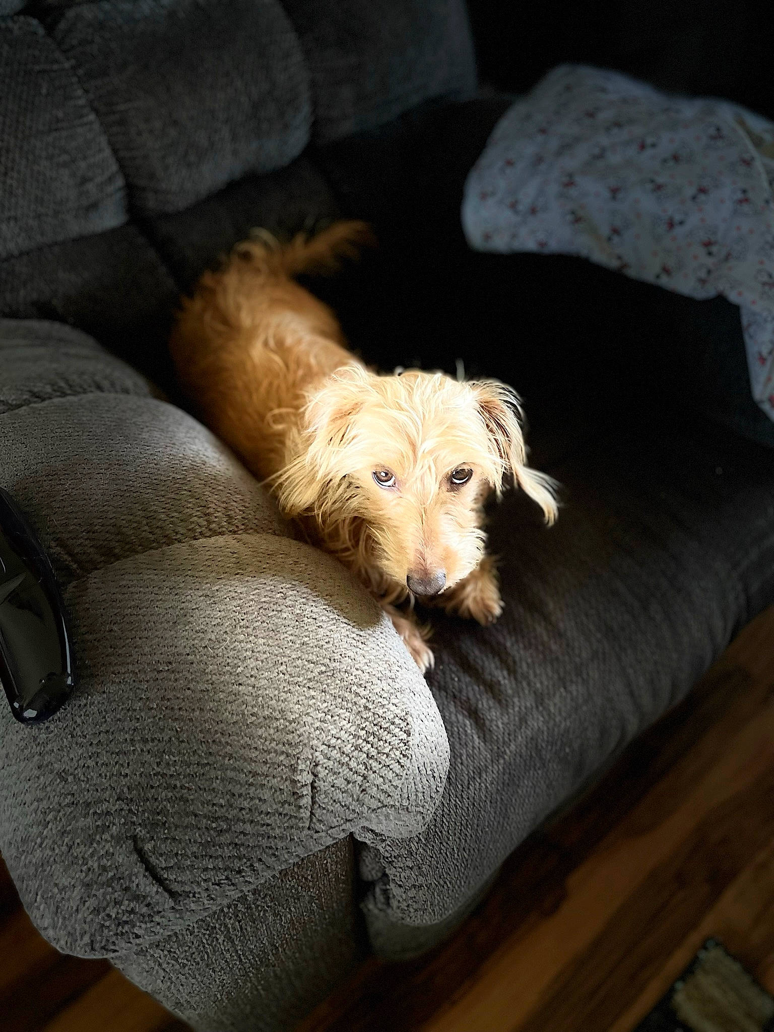 Sophie is registered to the contest to win money with this photo: carnivore, comfort, companion_dog, dog, dog_breed, fawn, flooring, fur, hardwood, home_accessories, linens, liver, puppy, sporting_group, terrestrial_animal, terrier, toy_dog, wood, working_animal