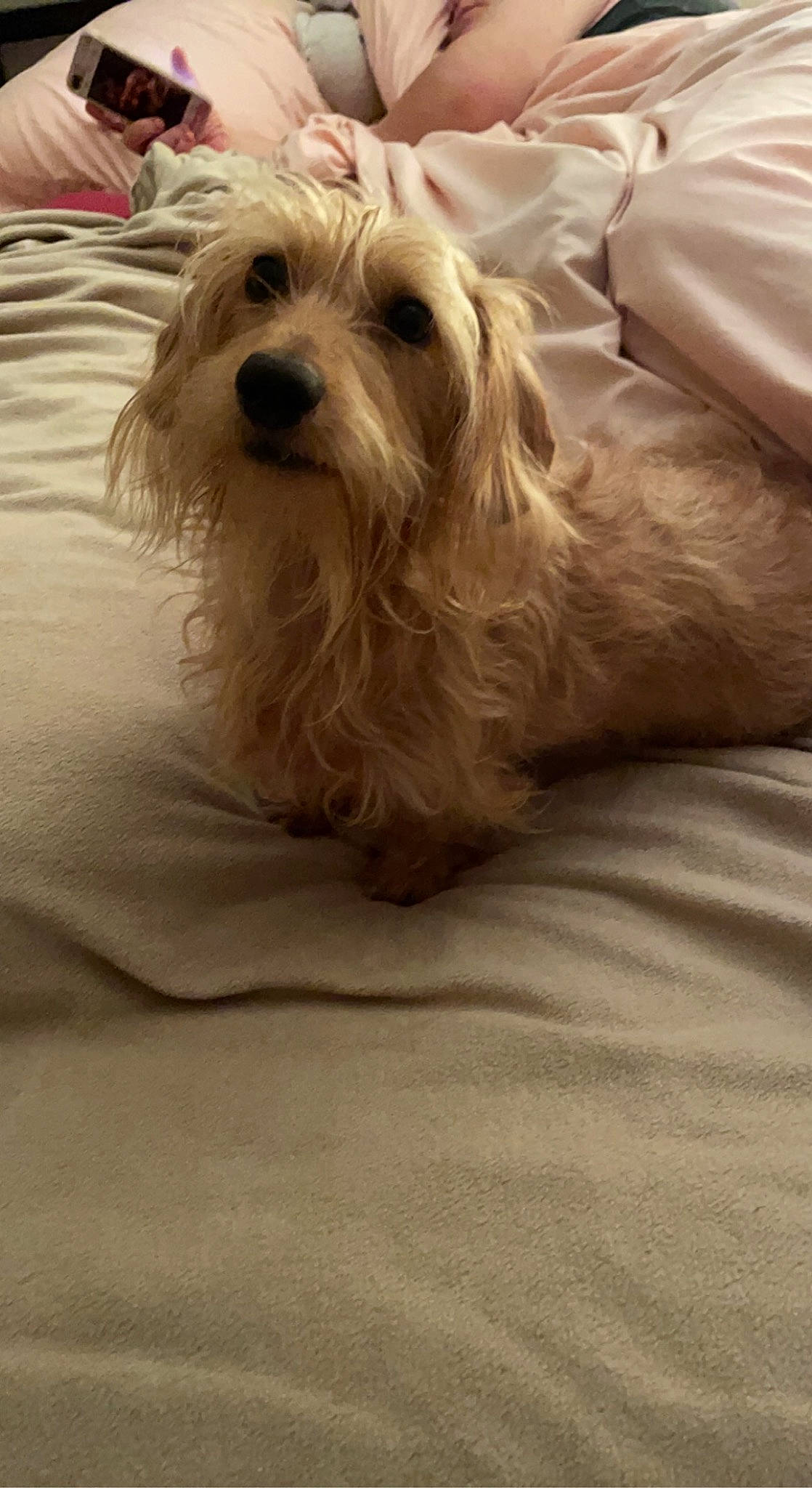 Sophie is registered to the contest to win money with this photo: canidae, carnivore, comfort, companion_dog, dog, dog_breed, dog_supply, flooring, fur, hardwood, linens, maltepoo, non_sporting_group, pillow, small_terrier, snout, sporting_group, terrier, toy_dog, working_animal