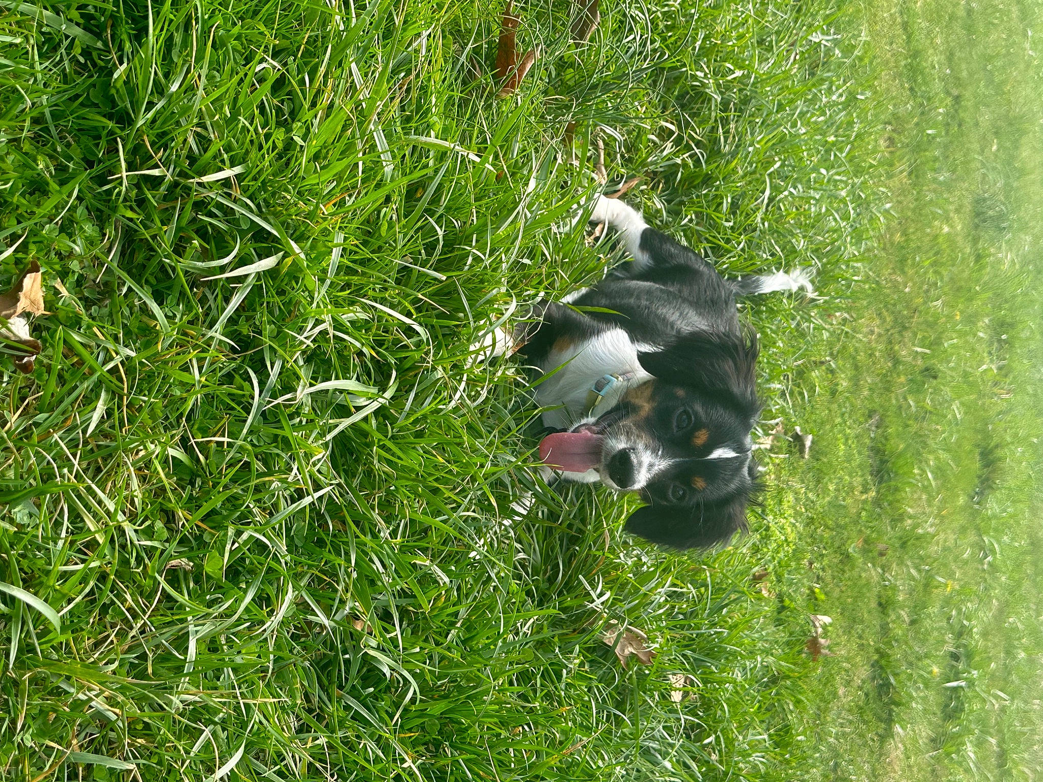 Mae is registered to the contest to win money with this photo: _geese_and_swans, beak, bird, duck, ducks, feather, grass, grass_family, grassland, groundcover, lawn, meadow, people_in_nature, plant, seabird, tail, terrestrial_plant, vegetation, water_bird, waterfowl
