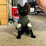 cat, kitten, black_cat, sweater, heart_patches, indoor, carpet, shoes, furniture, curious, pet, floor, cozy, cute, animal, domestic, young_cat, sitting, human_leg, casual
