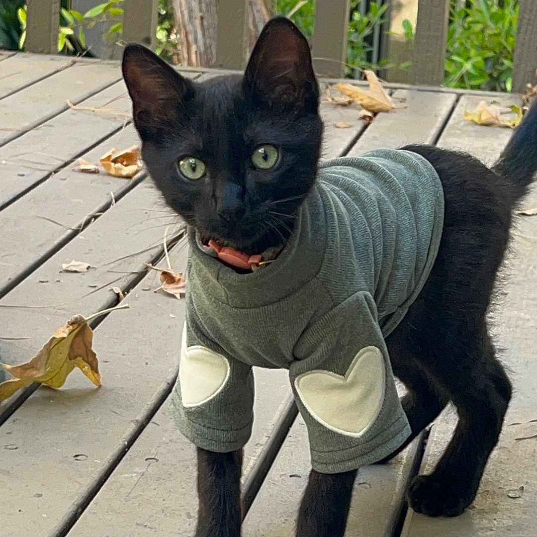 Chimi joined the competition — help win amazing prizes! animal, black_cat, close_up, collar, curious, daylight, ears_up, fallen_leaves, feline, green_sweater, heart_patch, kitten, nature, outdoor, pet, standing, sweater, whiskers, wooden_deck, young_cat