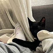 Chimi is registered to the contest to win money with this photo: black_cat, cat, sleeping, blanket, curtain, foot, sock, couch, gray_clothing, cozy, indoor, pet, relaxed, resting, furniture, home, soft_texture, comfort, nap, animal
