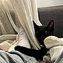 black_cat, cat, sleeping, blanket, curtain, foot, sock, couch, gray_clothing, cozy, indoor, pet, relaxed, resting, furniture, home, soft_texture, comfort, nap, animal
