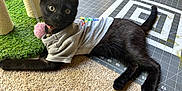 Chimi joined the competition — help win amazing prizes! black_cat, kitten, tshirt, scratching_post, pom_pom, carpet, cutting_mat, indoor, pet, animal, playful, collar, toy, feline, resting, alert, young_cat, home, curious, cute