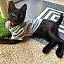 black_cat, kitten, tshirt, scratching_post, pom_pom, carpet, cutting_mat, indoor, pet, animal, playful, collar, toy, feline, resting, alert, young_cat, home, curious, cute