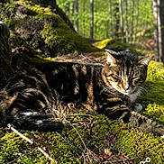 Squeeker is registered to the contest to win money with this photo: animal, branch, cat, daylight, feline, forest, greenery, leaf, moss, nature, outdoor, peaceful, relaxing, resting, sunlight, tabby_cat, tree, trunk, wildlife, woods