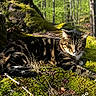 animal, branch, cat, daylight, feline, forest, greenery, leaf, moss, nature, outdoor, peaceful, relaxing, resting, sunlight, tabby_cat, tree, trunk, wildlife, woods