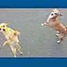 Timothy joined the competition — help win amazing prizes! dog, dogs, puppy, puppies, jumping, mid_air, playing, outdoor, pavement, asphalt, tan_dog, small_dog, curled_tail, four_legs, motion, action_photo, animal, pet, blue_border, photograph
