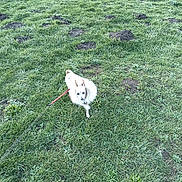 Timothy joined the competition — help win amazing prizes! dog, small_dog, fluffy, white_fur, outdoor, grass, field, rocks, rocky_terrain, leash, collar, standing, animal, pet, companion_animal, nature, greenery, overcast, landscape, walk