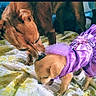 Timothy is registered to the contest to win money with this photo: dog, dogs, puppy, small_dog, large_dog, brown_fur, purple_dress, tutu, pet, animal, canine, indoor, blanket, bed, standing, sniffing, playful, cute, portrait, home