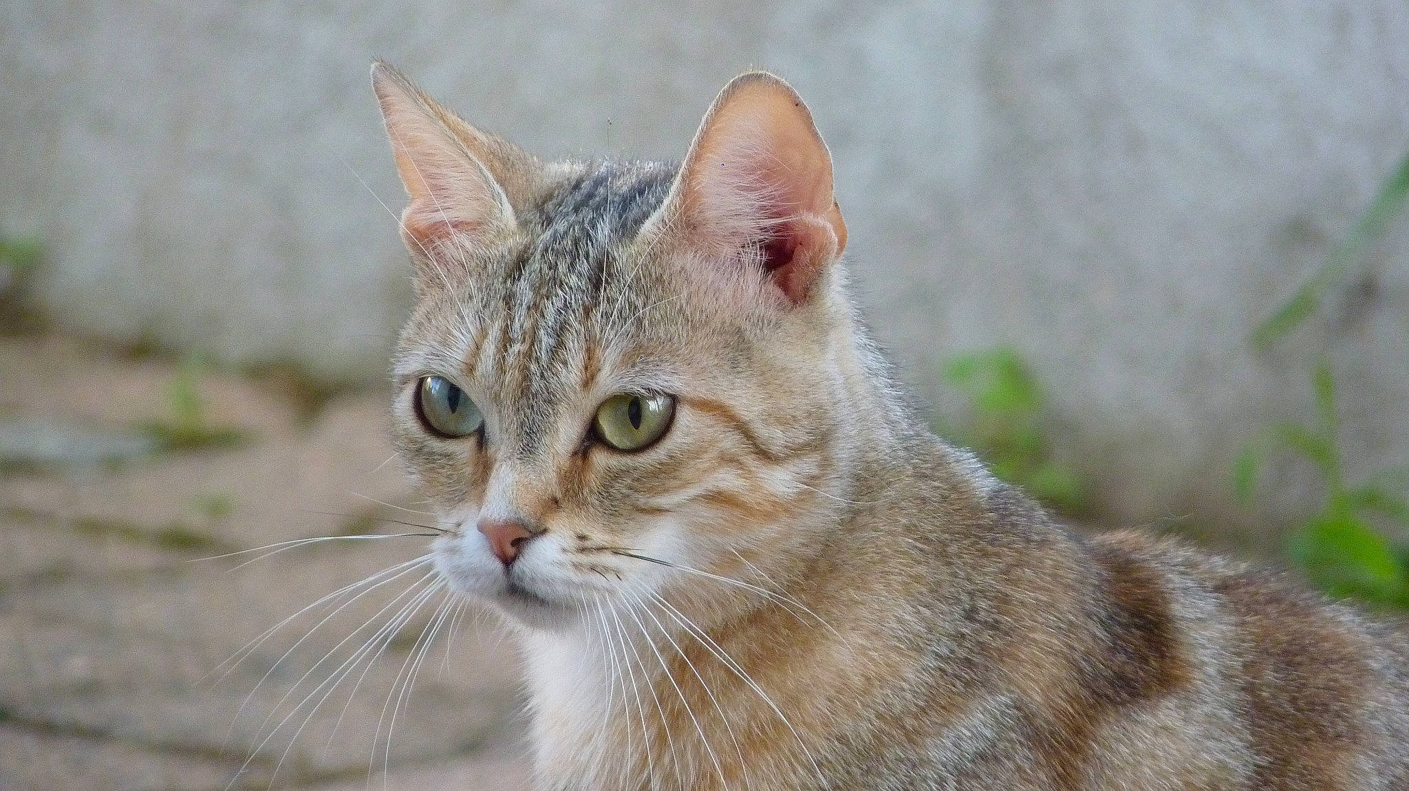 Lilas participe au concours pour gagner de l'argent avec cette photo : aegean_cat, american_bobtail, american_wirehair, arabian_mau, asian, australian_mist, carnivore, cat, close_up, domestic_short_haired_cat, european_shorthair, felidae, mammal, small_to_medium_sized_cats, snout, tabby_cat, vertebrate, whiskers, wild_cat, wildlife