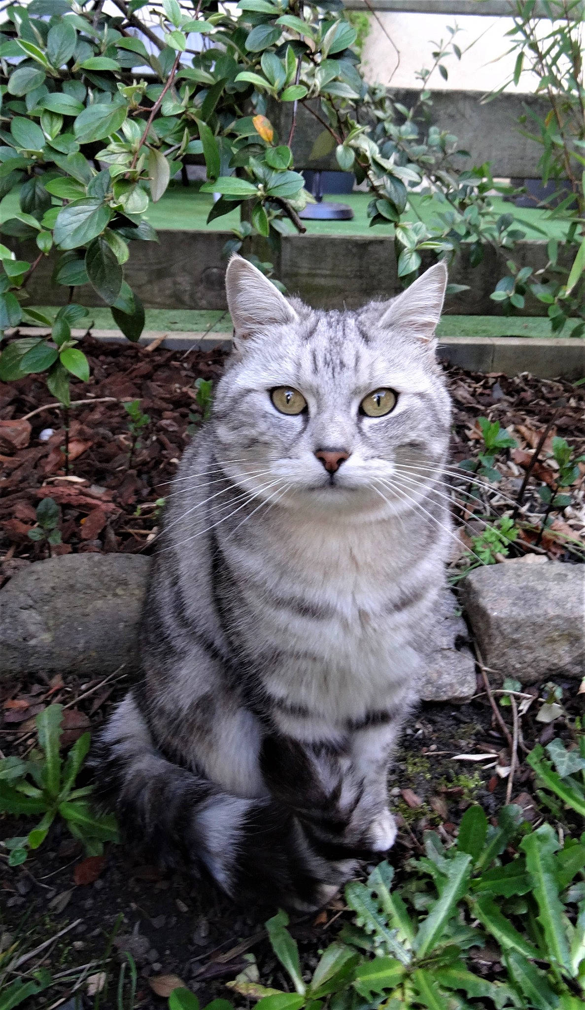 Tigris a rejoint le concours — aidez-le/la à gagner de superbes lots ! american_shorthair, asian, asian_semi_longhair, british_semi_longhair, carnivore, cat, domestic_short_haired_cat, european_shorthair, felidae, grass, mammal, norwegian_forest_cat, plant, siberian, small_to_medium_sized_cats, tabby_cat, whiskers, wild_cat